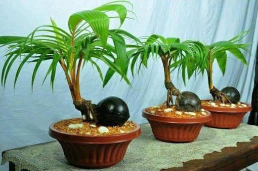 bibit kelapa kuning gading bahan bonsai Kalimantan Barat