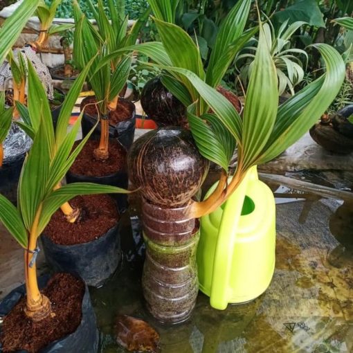 bibit kelapa kuning gading bahan bonsai Riau