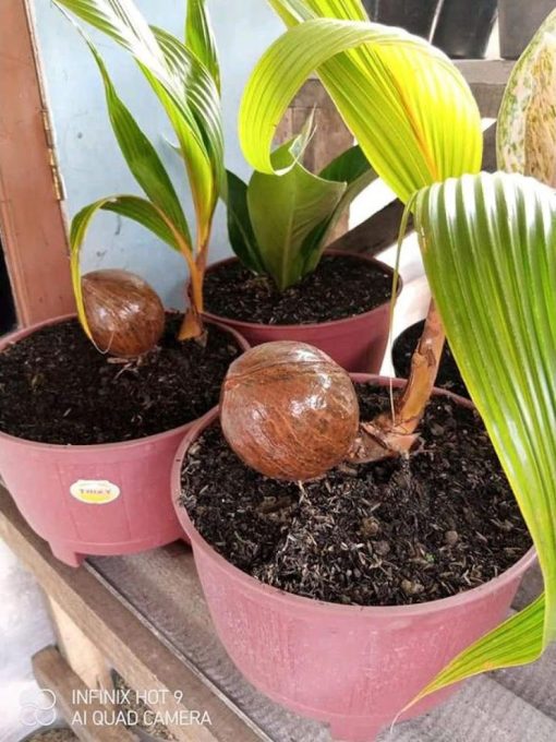 bibit kelapa kuning gading bahan bonsai Sumatra Selatan