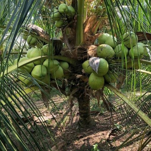 bibit kelapa wulung asli Kalimantan Timur