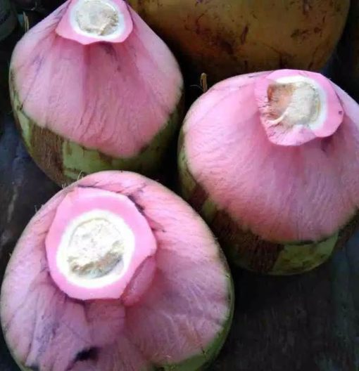 bibit kelapa wulung asli Palopo