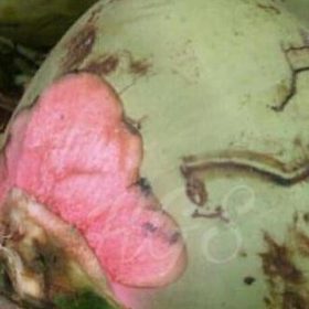 Bibit Kelapa Wulung Creat V Tanaman Buah Banjar