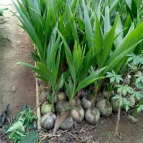 Bibit Kelapa Wulung Hibrida Asli Sumenep