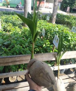 bibit kelapa wulung kelapa hijau Subulussalam