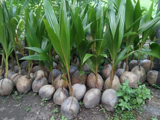 bibit kelapa wulung kelapa hijau wulung kelapa ijo asli 100 khanza Banjar