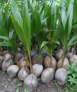 bibit kelapa wulung kelapa hijau wulung kelapa ijo asli 100 khanza Cirebon