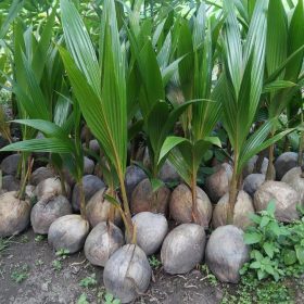 bibit kelapa wulung kelapa hijau wulung kelapa ijo asli 100 khanza Subulussalam
