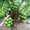 bibit kelapa wulung kelapa hijau wulung kelapa ijo asli Madiun