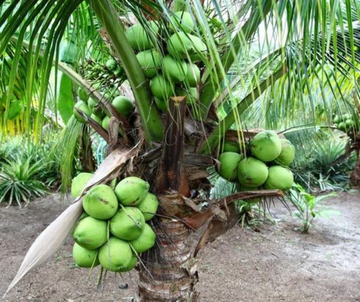 bibit kelapa wulung kelapa hijau wulung kelapa ijo asli Madiun