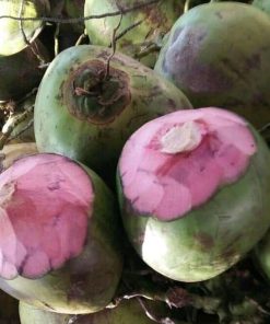 bibit kelapa wulung kelapa hijau wulung kelapa ijo asli Mojokerto