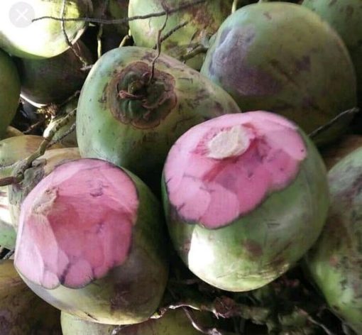 bibit kelapa wulung kelapa hijau wulung kelapa ijo asli Mojokerto