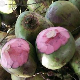 bibit kelapa wulung kelapa pink wulung kelapa pink asli Tanjungpinang
