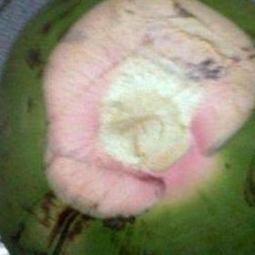 Bibit Kelapa Wulung Stok Ready Tanaman Buah Hijau Supiori