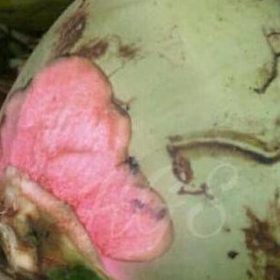 Bibit Kelapa Wulung Tanaman Buah Murah Kutai Timur
