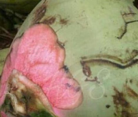Bibit Kelapa Wulung Tanaman Buah Murah Kutai Timur
