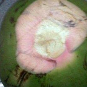 Bibit Kelapa Wulung Tanaman Hidup Buah Hijau Super Wonosobo