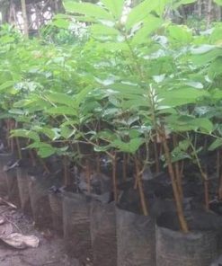 Bibit Kelengkeng Berbuah Aroma Durian Berbunga Buah Murah Sungai Penuh