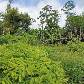 Bibit Kelengkeng Berbuah Buah Kristalin Hasil Okulasi Bisa Dalam Tanjung Jabung Barat