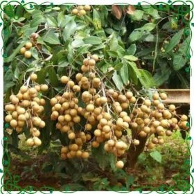Bibit Kelengkeng Berbuah Buah Puangray Hasil Okulasi Bisa Dalam Majalengka