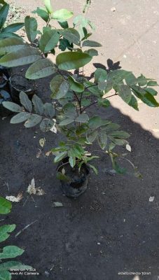 Bibit Kelengkeng Berbuah Merah Hasil Okulasi Cepat Indragiri Hulu