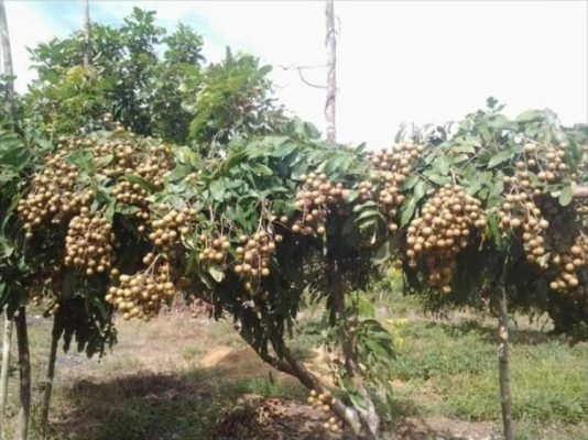 Bibit Kelengkeng Berbuah Puangray Stek Atau Okulasi Cepat Berkualitas Unggul Supiori