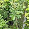 Bibit Kelengkeng Berbuah Tanaman Buah Aroma Durian Sudah BerbungaBerbuah Intan Jaya