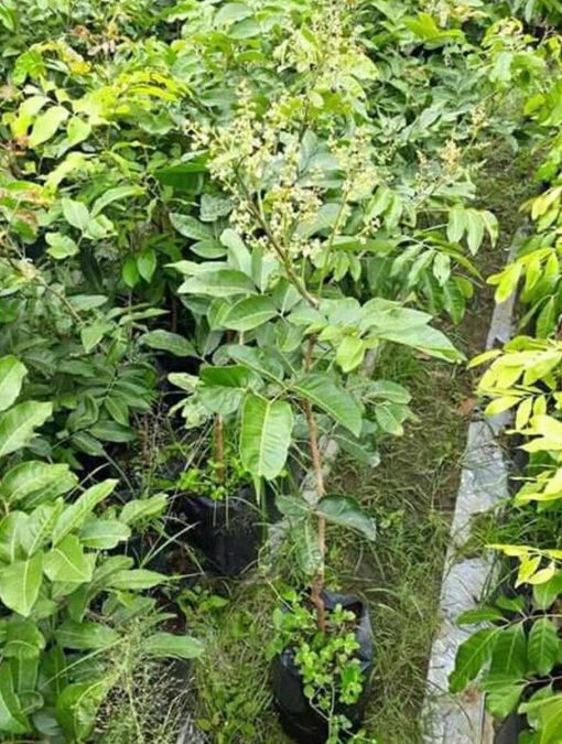 Bibit Kelengkeng Berbuah Tanaman Buah Aroma Durian Sudah BerbungaBerbuah Intan Jaya