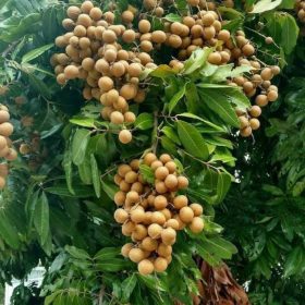bibit kelengkeng itoh okulasi super Jambi