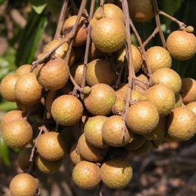 bibit kelengkeng kateki Pangkalpinang