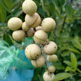 bibit kelengkeng kondisi sudah berbuah Kalimantan Timur
