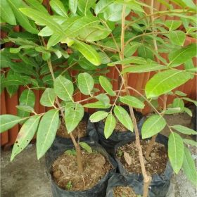 bibit kelengkeng kristal stek atau okulasi cepat berbuah Mojokerto