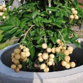 bibit kelengkeng matalada berkualitas Madiun