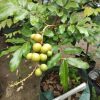 bibit kelengkeng matalada buah Kepulauan Riau