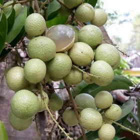 bibit kelengkeng matalada Metro