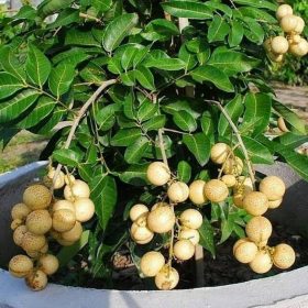 bibit kelengkeng matalada okulasi cepat berbuah Dumai