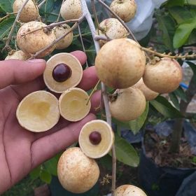 bibit kelengkeng matalada okulasi cepat berbuah Samarinda