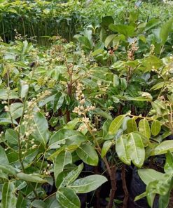 bibit kelengkeng matalada siap berbunga Banten