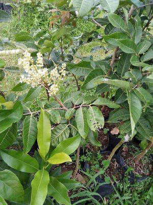 bibit kelengkeng matalada Sulawesi Utara