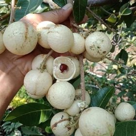bibit kelengkeng matalada super okulasi Jawa Timur