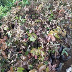 Bibit Kelengkeng Merah Berbunga Berbuah Biak Numfor