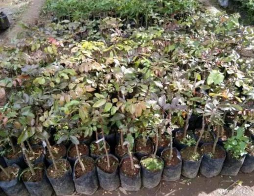 Bibit Kelengkeng Merah Cepet Berbuah Super Genjah Singkawang