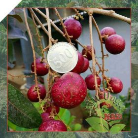 Bibit Kelengkeng Merah Jumbo Super Unggul Dan Genjah Tabulampot Bengkayang