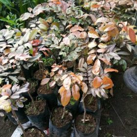 Bibit Kelengkeng Merah - Klengkeng Ruby Longan Kendal
