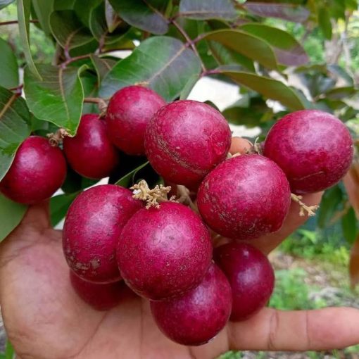 bibit kelengkeng merah kondisi berbunga Jawa Tengah