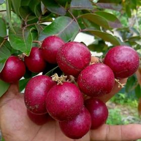 bibit kelengkeng merah Lubuklinggau