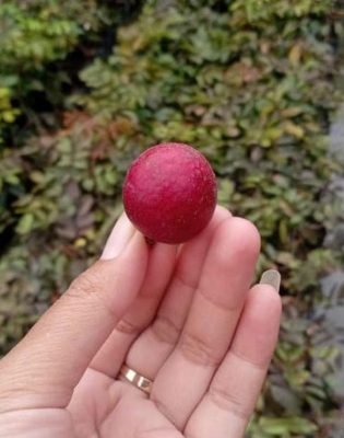 bibit kelengkeng merah Pangkalpinang