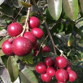 Bibit Kelengkeng Merah Pohon Buah Lengkeng MerahTanaman Konawe Utara