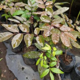 bibit kelengkeng merah rubi longan Batam