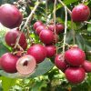 bibit kelengkeng merah ruby longan Banjar