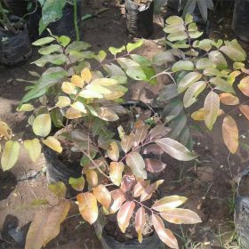 bibit kelengkeng merah ruby longan bibit klengkeng merah Bandung